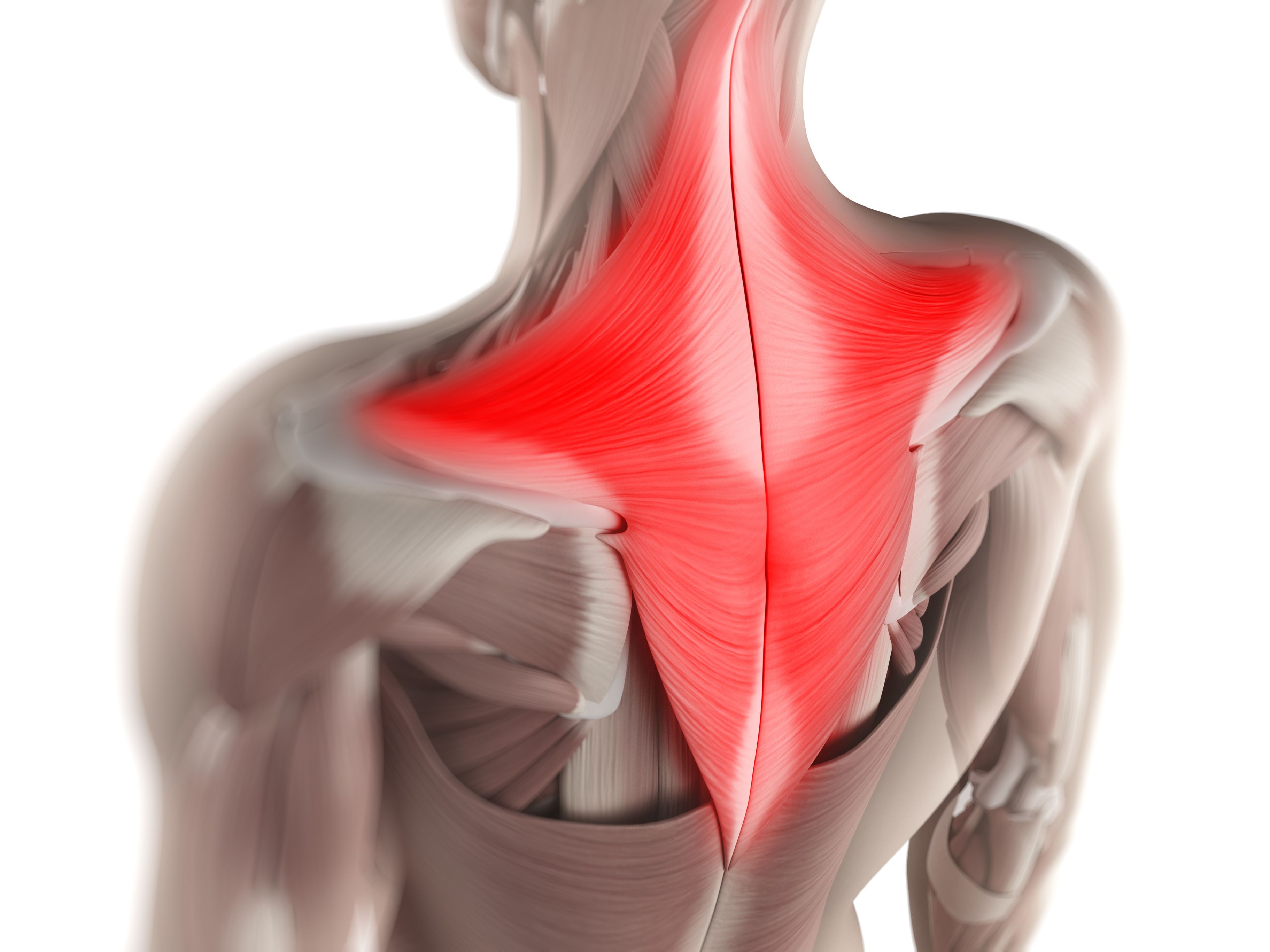 Latissimus Dorsi muscle