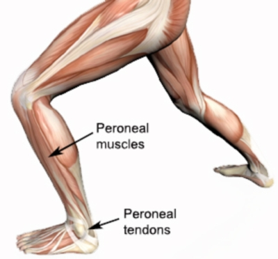 The Peroneals - Muscle of the Month (Apr) | Physionorth Townsville